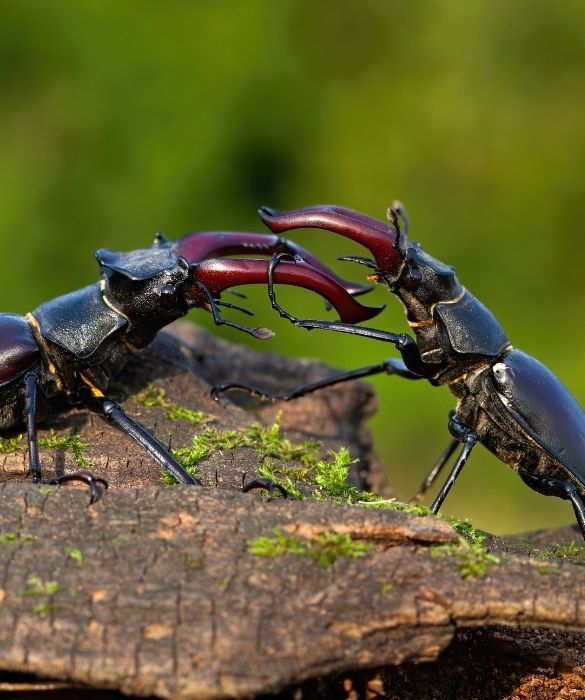 <p>Pu&ograve; sembrare un hobby brutale, ma piace a molti. Due insetti l'uno contro l'altro in piccole arene. Per il solo gusto di vedere le loro zuffe, oppure di scommettere (piccole, si spera) cifre sul risultato finale. Particolarmente interessanti i combattimenti tra scarabei.</p>
