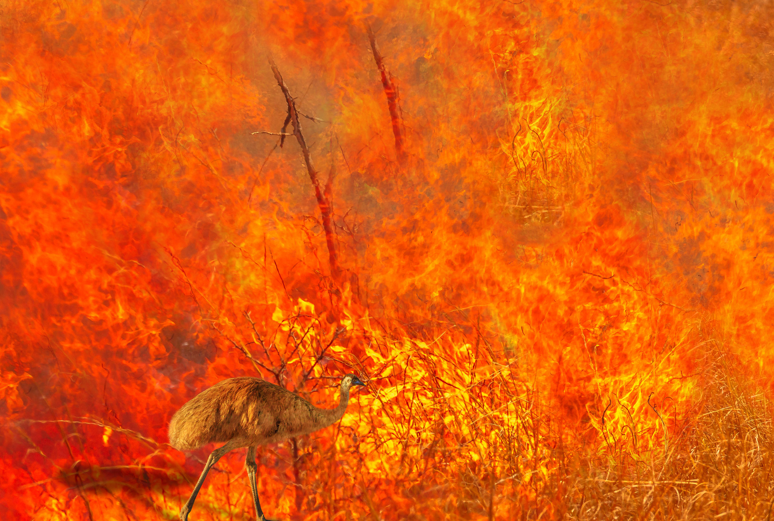 Gli animali australiani che sono stati colpiti dagli incendi