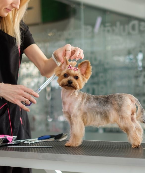 <p>A proposito di giocattoli, pettinare le bambole &egrave; ormai roba superata. Meglio farlo con i propri cani, nel modo pi&ugrave; eccentrico possibile. L&rsquo;attivit&agrave; viene presa molto seriamente, hobby fino a un certo punto, visto che &egrave; possibile prendere parte a concorsi a premi per l&rsquo;acconciatura pi&ugrave; strana &ldquo;rifilata&rdquo; agli amici a quattro zampe.</p>

